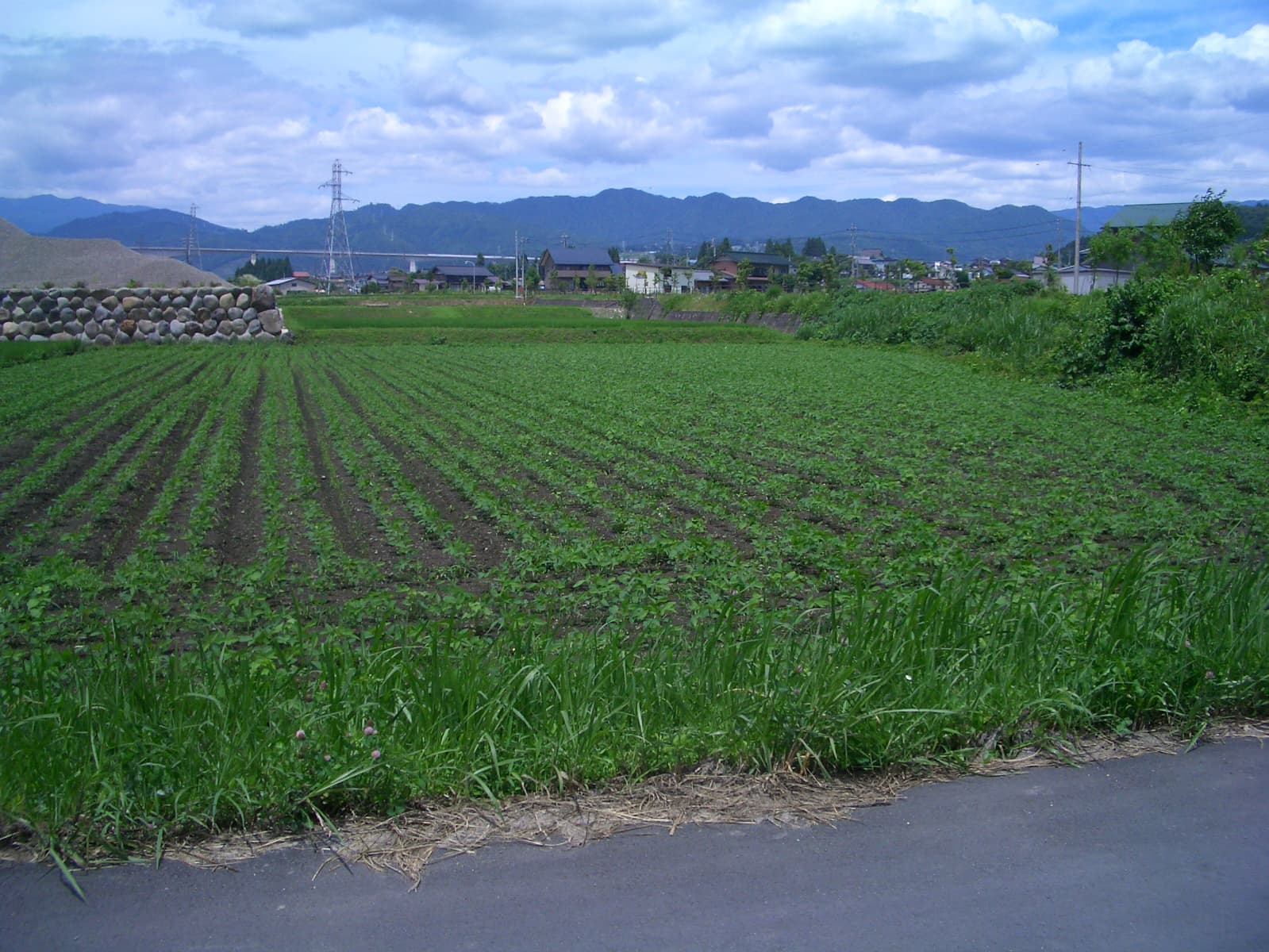 大豆畑